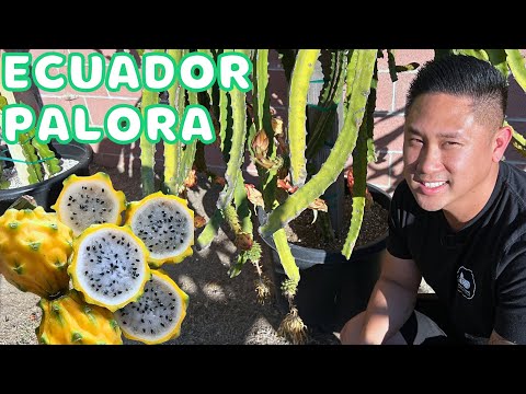 Grow Ecuador Palora Dragon Fruit Like a PRO with These 5 Essential Tips!