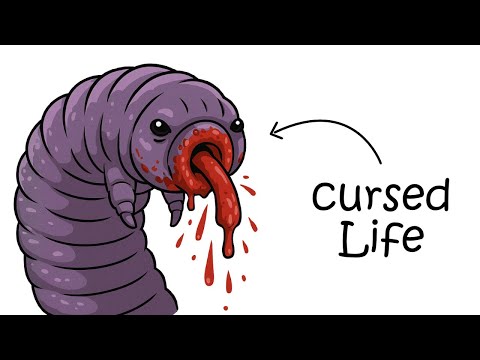 Why It Sucks to Be Born as a Velvet Worm