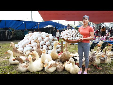 REWIND TIMELAPSE--4 Years Raising Geese, Raise Ducks - Harvest Geese, Harvest Ducks, Harvest Eggs