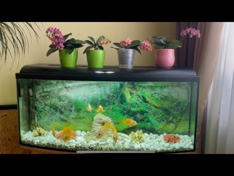 Покой и гармония на подоконниках 🌿🌸🌿