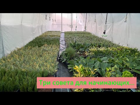 Три совета для создания питомника