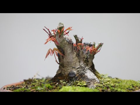 Make the same mistake over and over again to create a beautiful bonsai