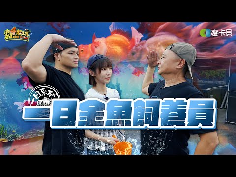 《一日系列第二百四十二集》金魚世界多的是你不知道的事! 邰哥溫妮Fred究竟誰是金魚王?! - 一日金魚飼養員