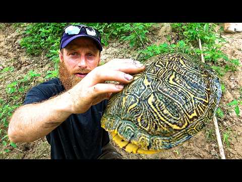 Turtle Trap Survival: How to Outsmart Ancient Creatures (Catch, Eat) INVASIVE Red Eared Slider