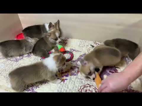 Очаровательные маленькие корги 1,5 месяца