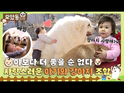 [#모았동물농장] 혹시 여기가 천국인가요?😇 아기와 강아지는 함께 행복하기로 해❤️ #TV동물농장 #AnimalFarm #SBSstory