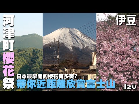 《你的名字》取景的山地會定期燒山?日本最早盛開的櫻花看這裡 ~伊豆旅遊處處有驚喜~ 富士山|淨蓮瀑布|大室山 |紅磚倉庫| 河津櫻花祭|八幡神社|津久井濱觀光農園|草莓 Izu, Japan