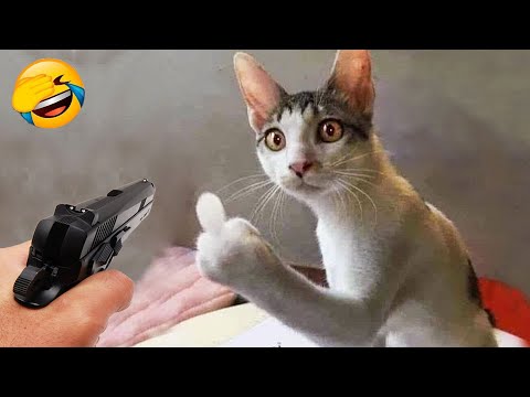 Nuevos clips de perros y gatos más divertidos de 2025 😽🐶Intenta no reírte 😅 Parte 17
