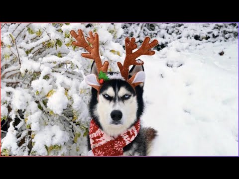 100% Hilarious HUSKY Fails and Funny Moments #8 (CHRISTMAS EDITION)