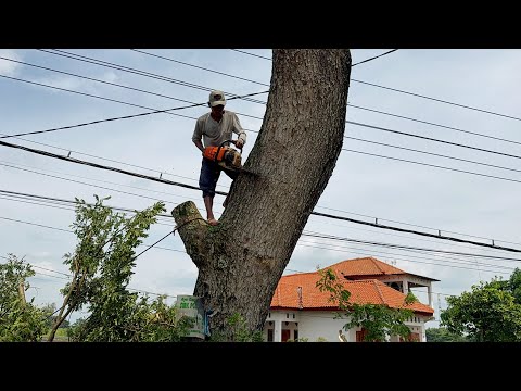 Total Traffic Jam! Cutting down 2 Dry Trees on the Side of the Road!