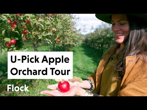 Tour a U-Pick APPLE ORCHARD with 60 Different Apples! — Ep. 021