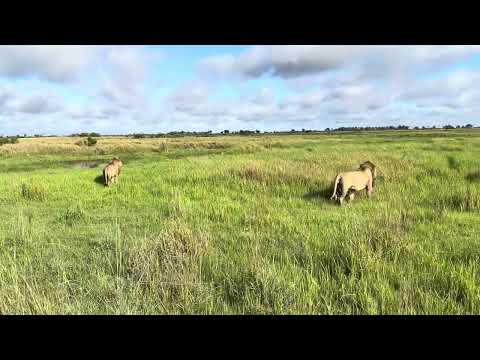 Two male lions separate a pride