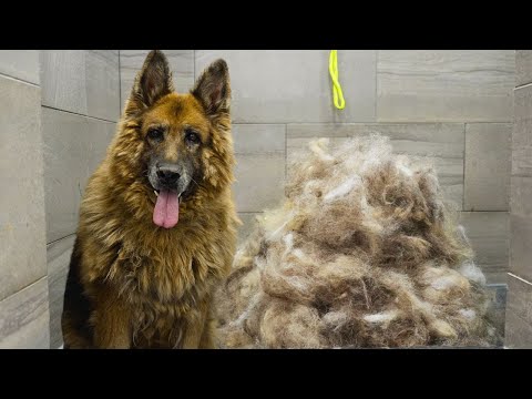 First groom in 10 years! Most INCREDIBLE transformation EVER! | King Shepherd