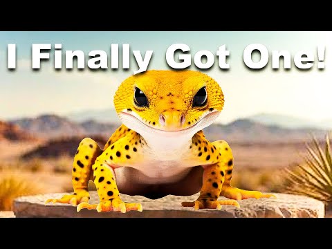 I Got a Pet Leopard!!