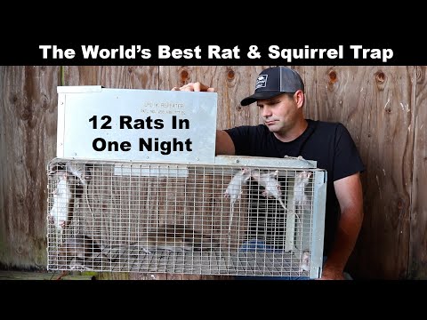 The World's Best Rat & Squirrel Trap. The Uhlik Repeater part 2 - Mousetrap Monday