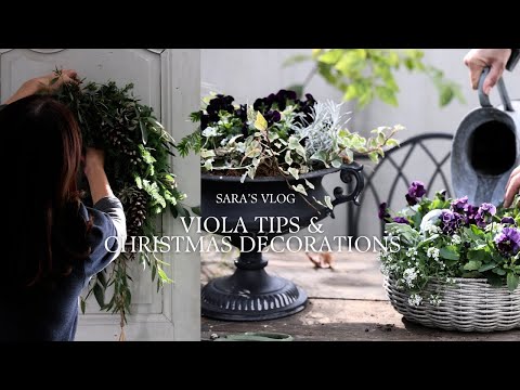超簡単で美しい。冬のビオラ寄せ植え3選とクリスマスデコレーション