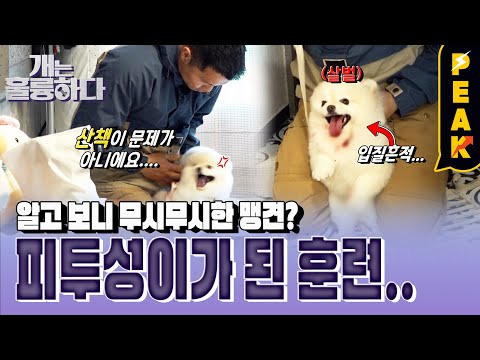 [#피크타임] 생전 처음 본성을 드러낸 목화와 몸싸움하는 강형욱 훈련사💥 이게 바로 포메라니안의 고집이에요!| #개는훌륭하다 | KBS 230403 방송