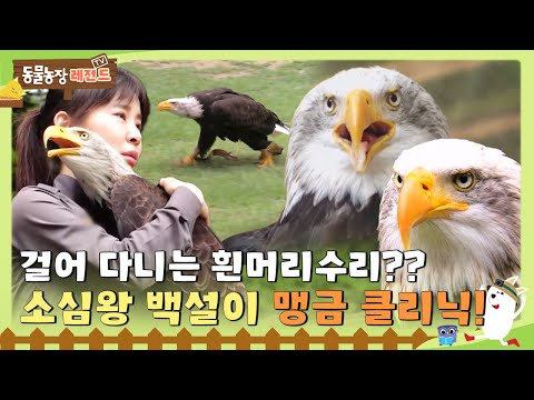 [TV 동물농장 레전드/SUB] 🦅 걸어 다니는 흰머리수리?? 소심쟁이 백설이의 맹금 클리닉!#TV동물농장 #AnimalFarm #SBSstory