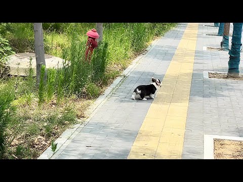 I was so happy I found a puppy, but my wife said she was blind…