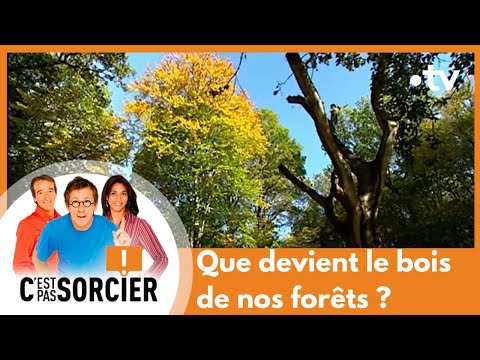 Que devient le bois de nos forêts ? - C'est pas sorcier [Intégrale]