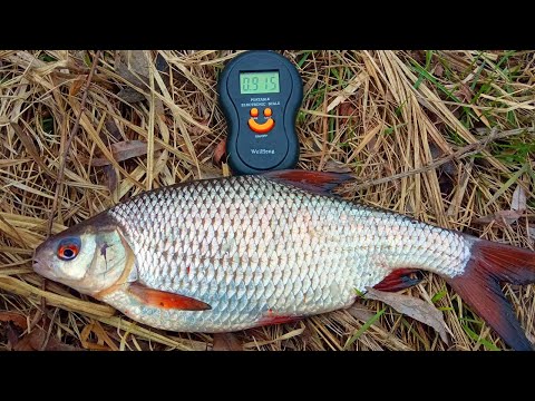 THE ROCKET FLOW HAS BEGUN. Fishing for roach on a feeder in spring