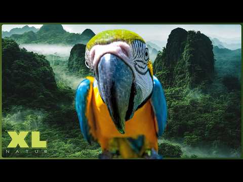 Verborgenes Paradies: In den Tiefen des Mata Atlântica-Regenwalds | XL Naturdoku