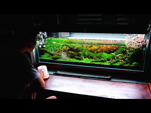 #8 Peaceful | I built an aquarium "coffee bar" in my office to relax | shallow 120 | Aquascaping