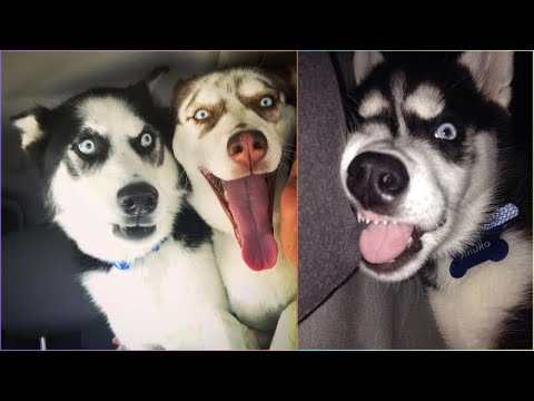 Oops! These Huskies Were Built for Chaos