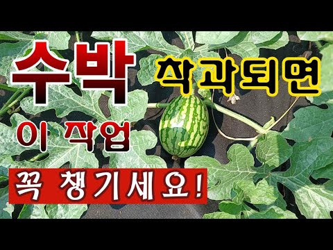 [텃밭농부. 1,116]  수박이 열리면 이 작업 잊지 말고 해 주세요! #수박착과 #수박재배