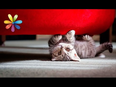 Как отучить кошку точить когти о мебель – Все буде добре. Выпуск 767 от 02.03.16