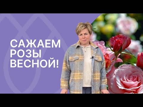 Все секреты посадки роз в одном ролике!