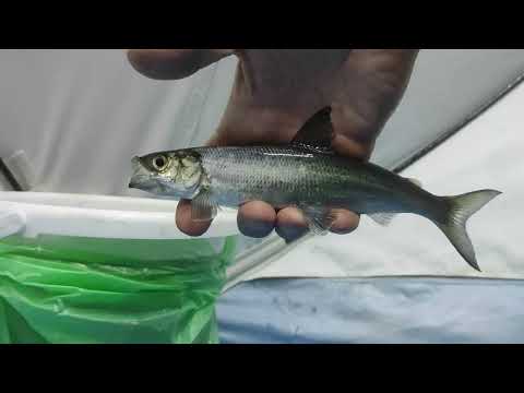 Ловля рипуса Увильды, отличные поклевки! Сезон 23 - 24 г.