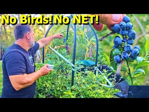 Vital Blueberry GROWING & NUTRITION Tips For New Growers