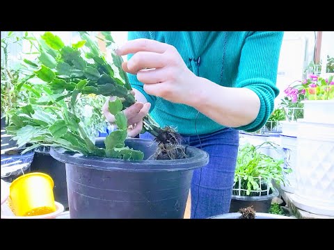 I repotted the yellow flower crab cactus I brought from the farm, and I also pruned the side bran...