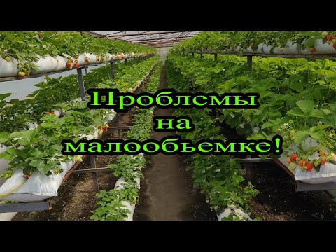 Клубничные друзья. Малообъемка. Оля из Каневской. Нужна ваша помощь!