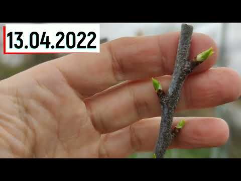 Grafting Plums in the Subscriber's Garden