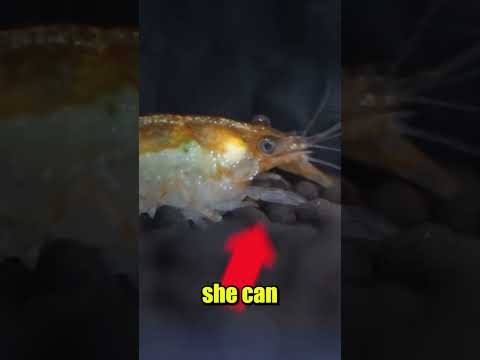 Saving Crush the Crawfish