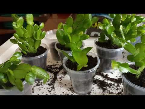 Rhipsalidopsis cuttings are gorgeous beauties! 👍👍👍