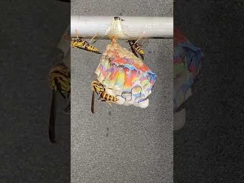 When you TAME wasps….