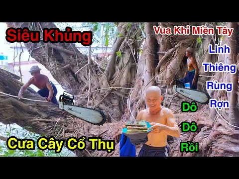 Cực Sốc Cây Sộp 200 Năm Trước Linh Thiêng Tới Giờ Không Ai Dám Cưa Vua Khỉ Cưa Mé Hạ Như Thế Nào