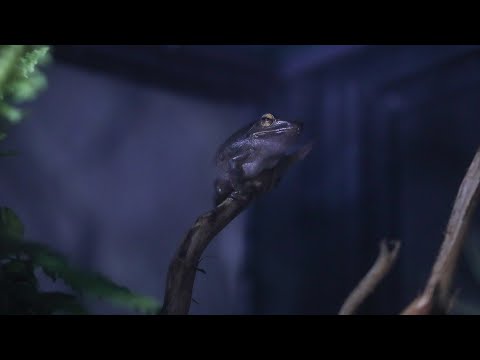 LIVE: My Giant Rainforest Canopy Vivarium 'Orchadia' - Microsquirrels Spotted!