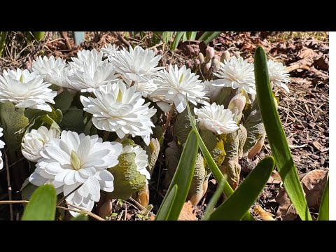 Garden stroll 🌼So many gems popping up!