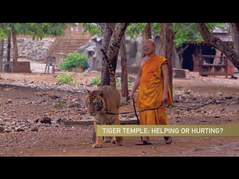 Thai Tiger Temple Defends Itself Amid Controversy
