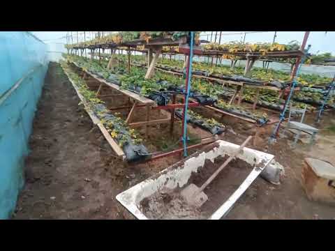 Гидропоника тюльпана!!!