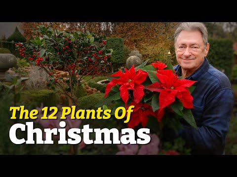 The Most Iconic Plants of Christmas 🌿 | My 12 Festive Favourites