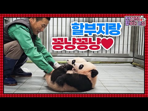 (SUB) Baby Twin Pandas And Zookeeper Grandpa's Happy Time🐼│Panda World