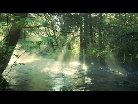 Sunlit Forest Stream 🌿 Nature Ambience with Birds & Flowing Water | 12 Hours