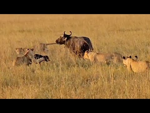 Buffalo mother and calf know there's no escape (full sighting)