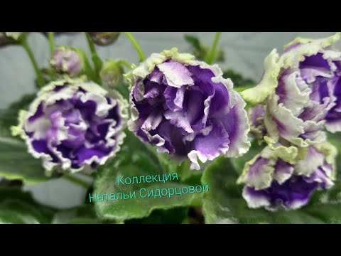 Фиалочка отцвела. Что делать?!!!