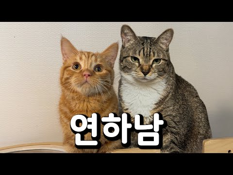 Myotaesolo Cat Marriage Project